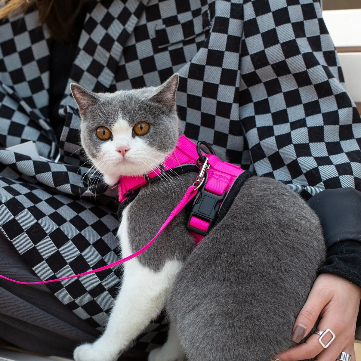 Mr. Peanut's PurrTrek Reflective Cat Harness with Matching Leash - Blue, SMALL, 1