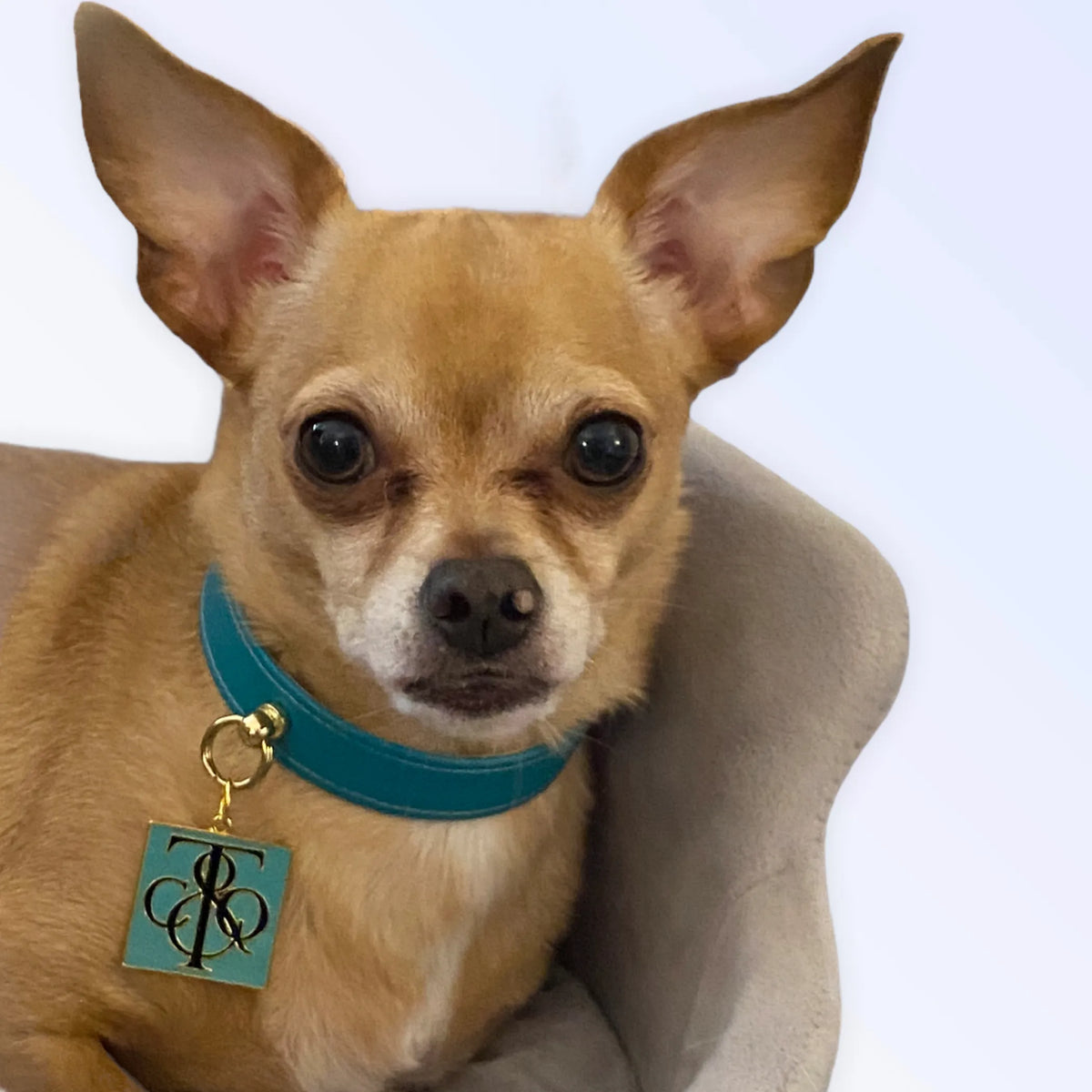 Sniff & Co. NYC Logo Collar