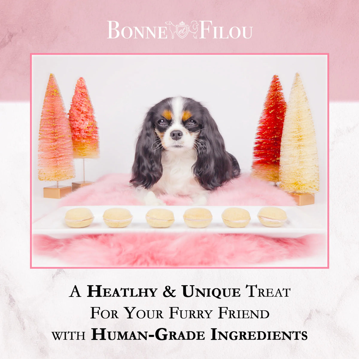 Dog Macarons - Box of 6 (Available in 12 Flavors) - 1, Peanut butter