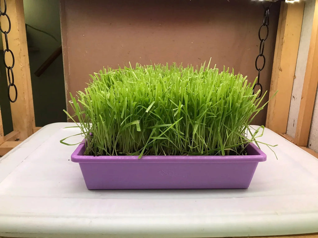Cat Grass Trays