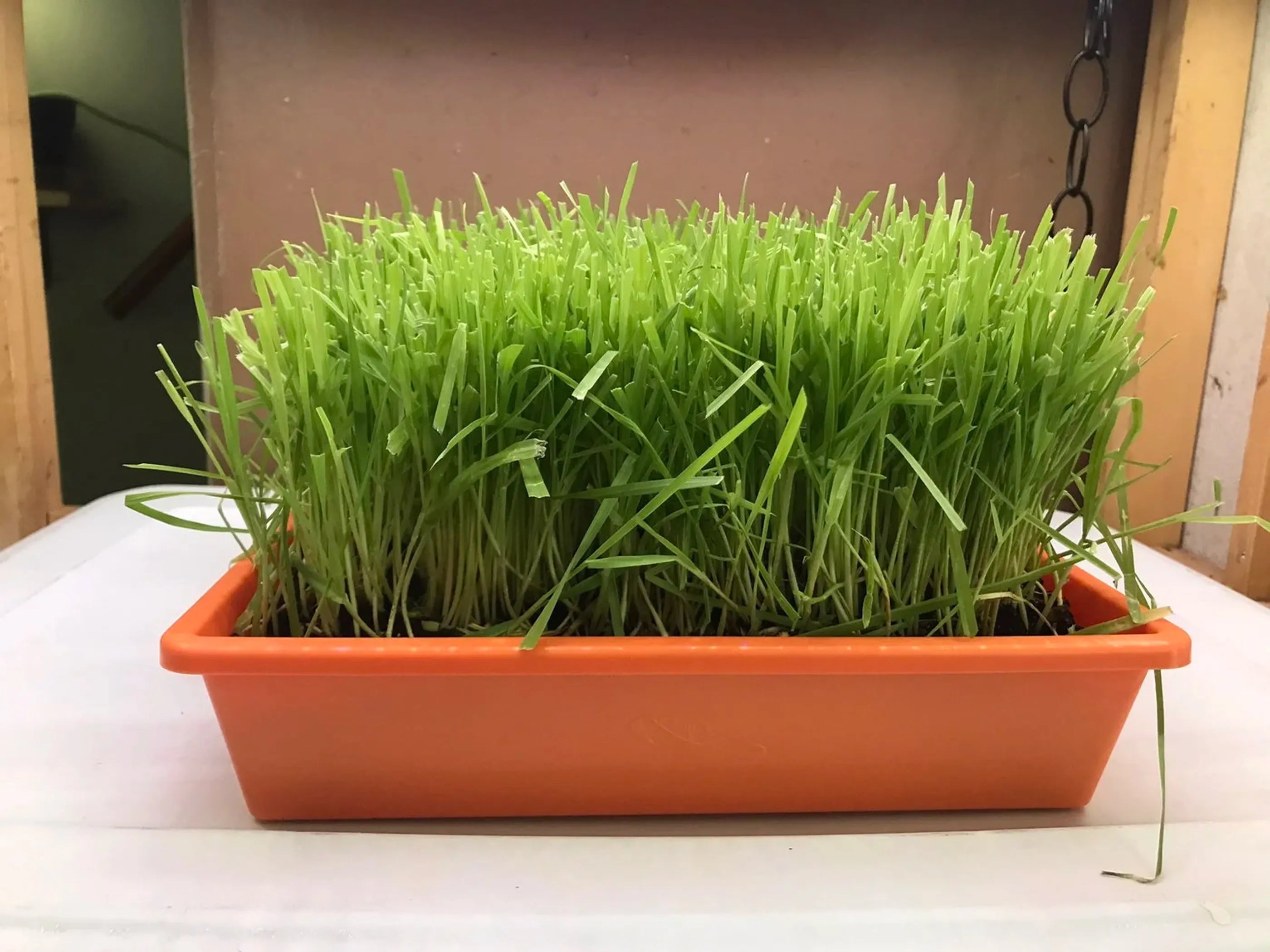 Cat Grass Trays