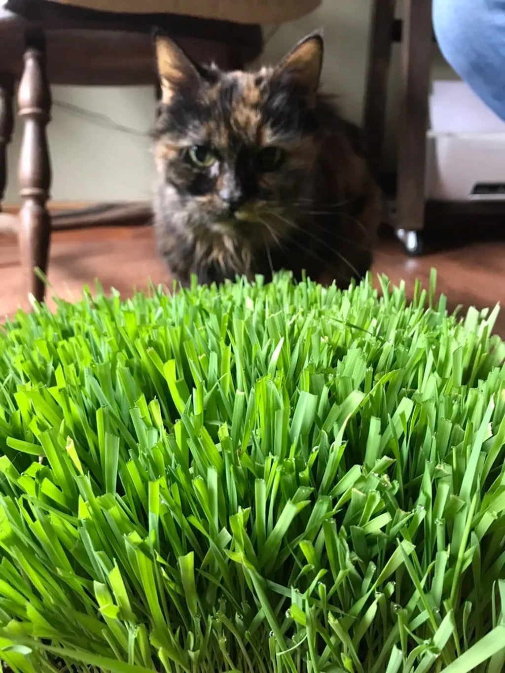 Cat Grass Trays