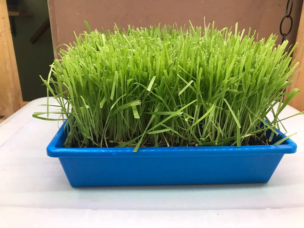 Cat Grass Trays