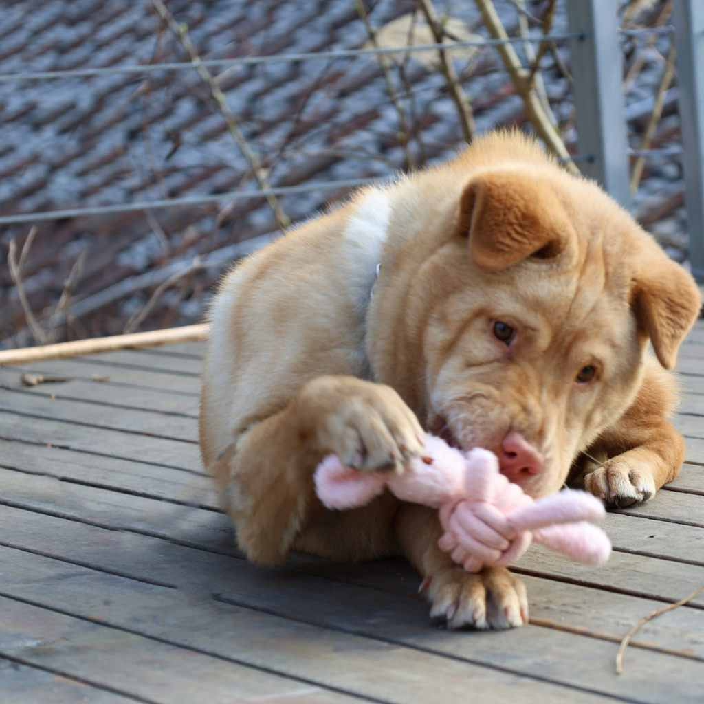 Squeaky Rope Buddies