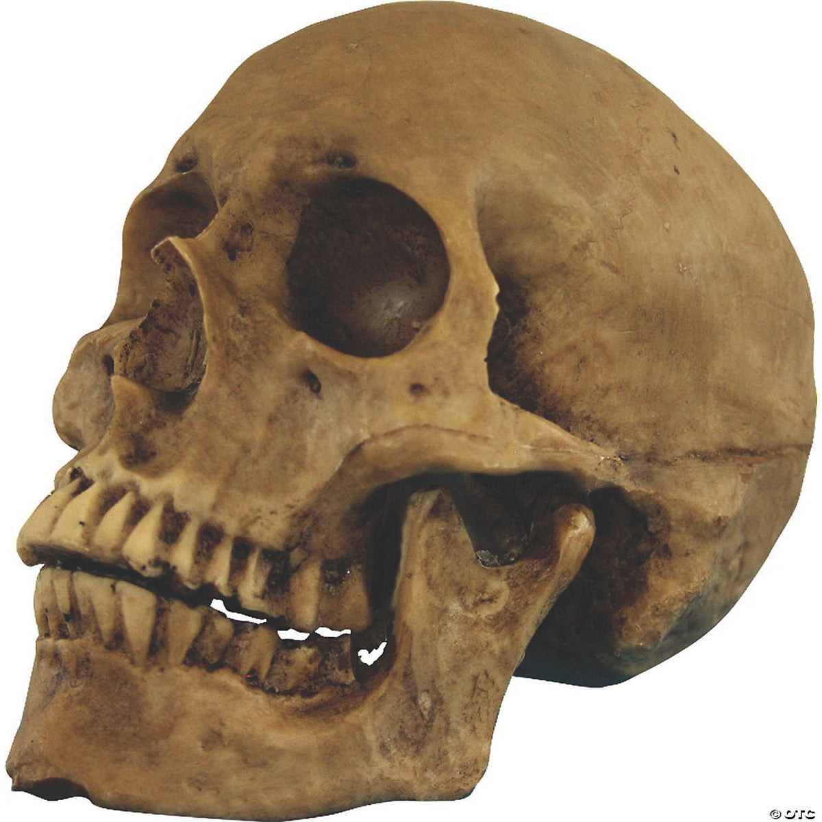 SKULL RESIN CRANIUM